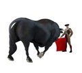 Bull Attacking a Proud Male Matador on a white background