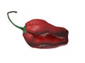 3d render red pepper Royalty Free Stock Photo