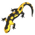 3d render of salamander Royalty Free Stock Photo
