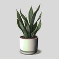 3d render of sansevieria plant in pot isolated on gray background