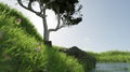 3d render scenery of tree and grass hill with riverside nature scene Royalty Free Stock Photo