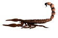 3d render of scorpion Royalty Free Stock Photo