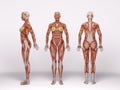 3D Render : a standing female body illustration with muscle tissues display, isolated