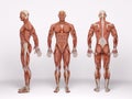 3D Render : a standing male body illustration with muscle tissues display, isolated