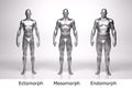 3D Render : standing male body type : ectomorph , mesomorph , endomorph with silver texture Royalty Free Stock Photo