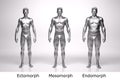 3D Render : standing male body type : ectomorph , mesomorph , endomorph with silver texture Royalty Free Stock Photo