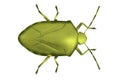 3d render of stink bug