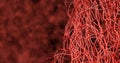 3D render. System many small capillaries branch out of the large blood. Royalty Free Stock Photo