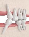 3d render of teeth sliding towards the area of missing tooth in order to fill the gap