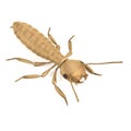 3d render of termite alate Royalty Free Stock Photo