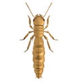 3d render of termite king Royalty Free Stock Photo