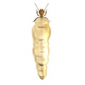 3d render of termite queen Royalty Free Stock Photo