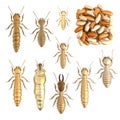 3d render of termite set Royalty Free Stock Photo