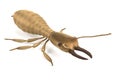 3d render of termite soldier Royalty Free Stock Photo