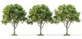 3d render of three realistic green trees isolated on white background Royalty Free Stock Photo