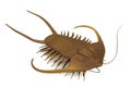 3d render of trilobite