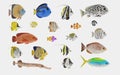 3D Render of Tropical Fish Collection Royalty Free Stock Photo