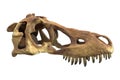 3D render of Tyrannosaurus Rex Skull isolated on white.