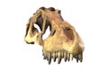 3D render of Tyrannosaurus Rex Skull isolated on white. Royalty Free Stock Photo