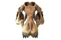 3D render of Tyrannosaurus Rex Skull isolated on white.