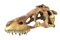 3D render of Tyrannosaurus Rex Skull isolated on white.