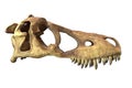 3D render of Tyrannosaurus Rex Skull isolated on white. Royalty Free Stock Photo