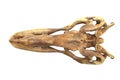3D render of Tyrannosaurus Rex Skull isolated on white. Royalty Free Stock Photo