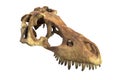 3D render of Tyrannosaurus Rex Skull isolated on white. Royalty Free Stock Photo