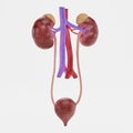 3D Render of Urinary Tract Royalty Free Stock Photo