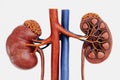 3D Render of Urinary Tract Royalty Free Stock Photo