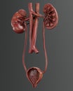 3D Render of Urinary Tract Royalty Free Stock Photo