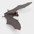 3D Render of Vampire Bat Royalty Free Stock Photo