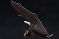 3D Render of Vampire Bat Royalty Free Stock Photo