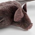 3D Render of Vampire Bat Royalty Free Stock Photo