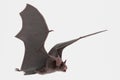 3D Render of Vampire Bat Royalty Free Stock Photo