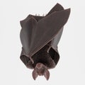 3D Render of Vampire Bat Royalty Free Stock Photo
