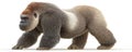 3D Render of a Walking Gorilla Grey and Brown Fur, Powerful Stance, White Background Royalty Free Stock Photo