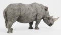 3D Render of White Rhinoceros