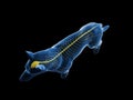 The canine nervous system Royalty Free Stock Photo