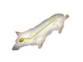 The canine nervous system