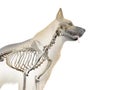 the canine skeleton