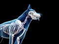 The canine skeleton