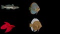 3D rendered fish isolated on black background. Fishy Trios,Betta Fish, Discus Royalty Free Stock Photo