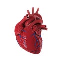 3d rendered human heart.