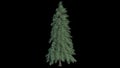 3d rendered illustration of Abies Fraseri Tree