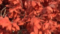 3d rendered illustration of Acer Tree Leaves Close Up