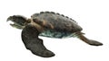 An archelon Royalty Free Stock Photo