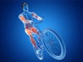 a cyclists muscles Royalty Free Stock Photo