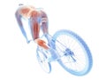 a cyclists muscles Royalty Free Stock Photo