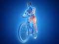 a cyclists muscles Royalty Free Stock Photo
